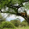 Leeuw gespot safari